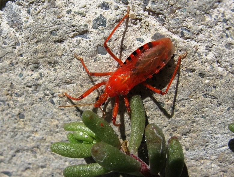 Reduviidae color rosso fuoco